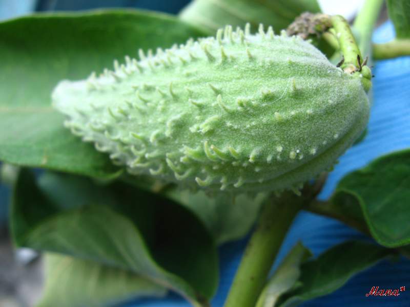 Image of Asclepias syriaca specimen.