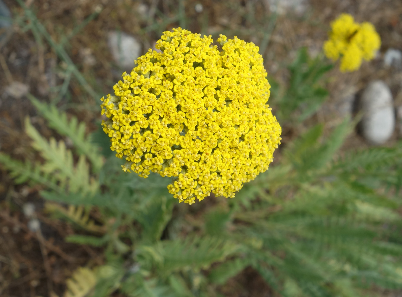 Image of Achillea filipendulina specimen.