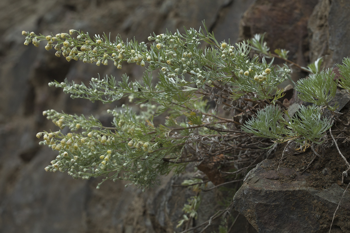 Image of Artemisia schmidtiana specimen.