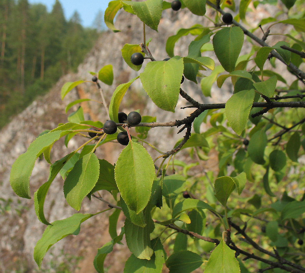 Изображение особи Rhamnus cathartica.