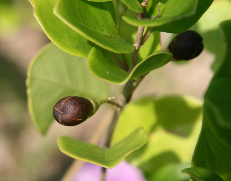 Image of Clerodendrum inerme specimen.