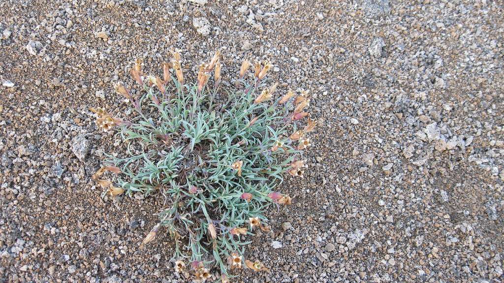 Image of Dianthus repens specimen.