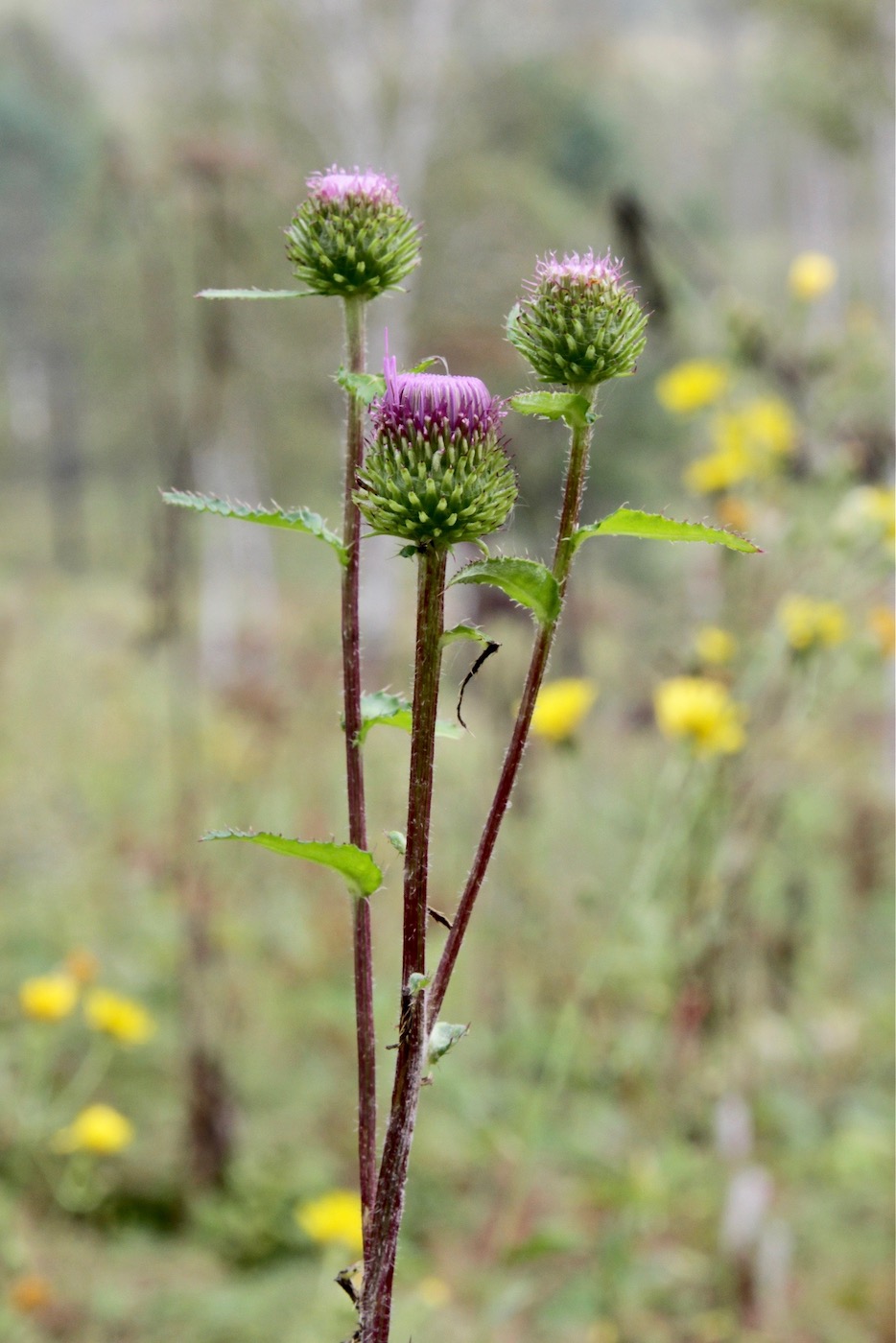 Image of Cirsium vlassovianum specimen.