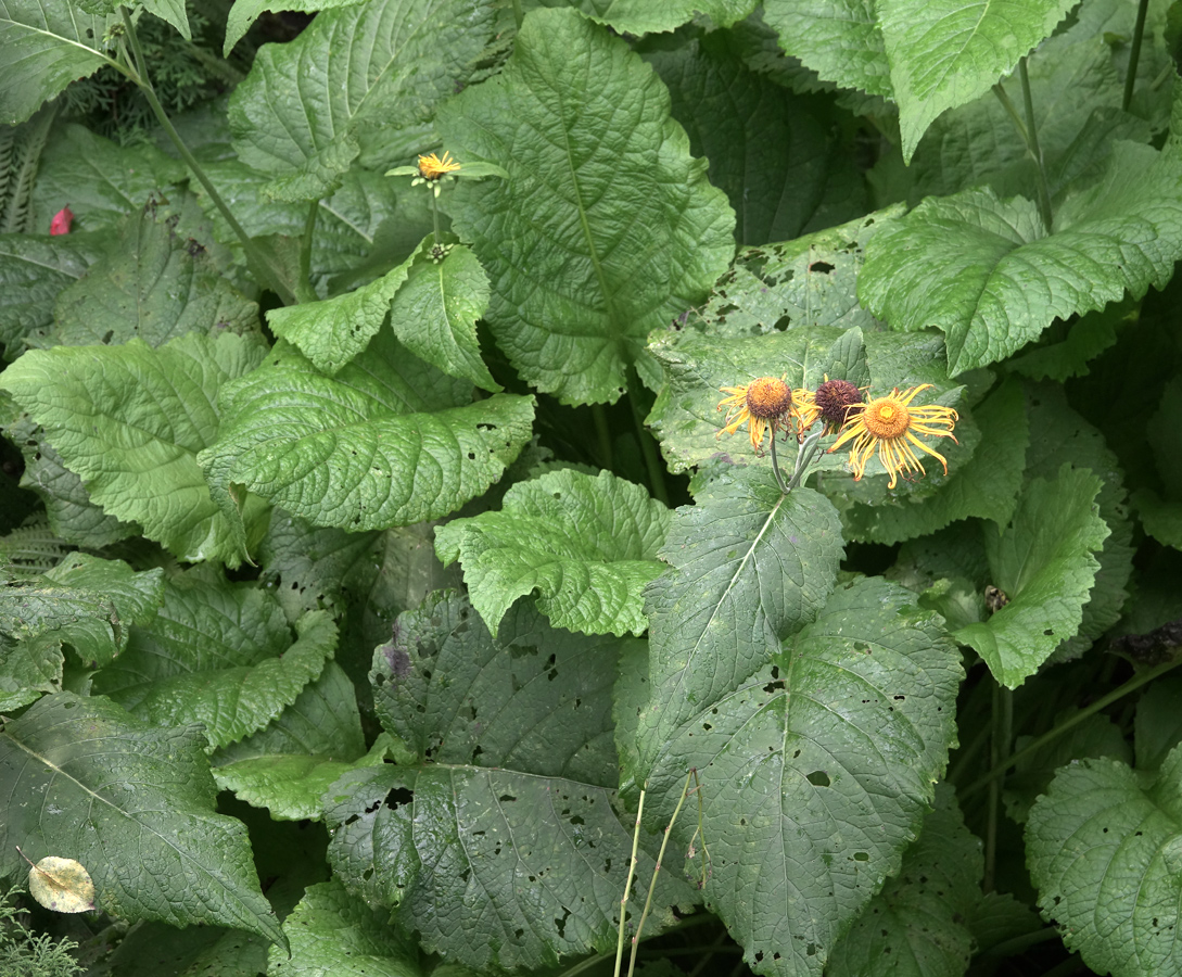 Image of Telekia speciosa specimen.