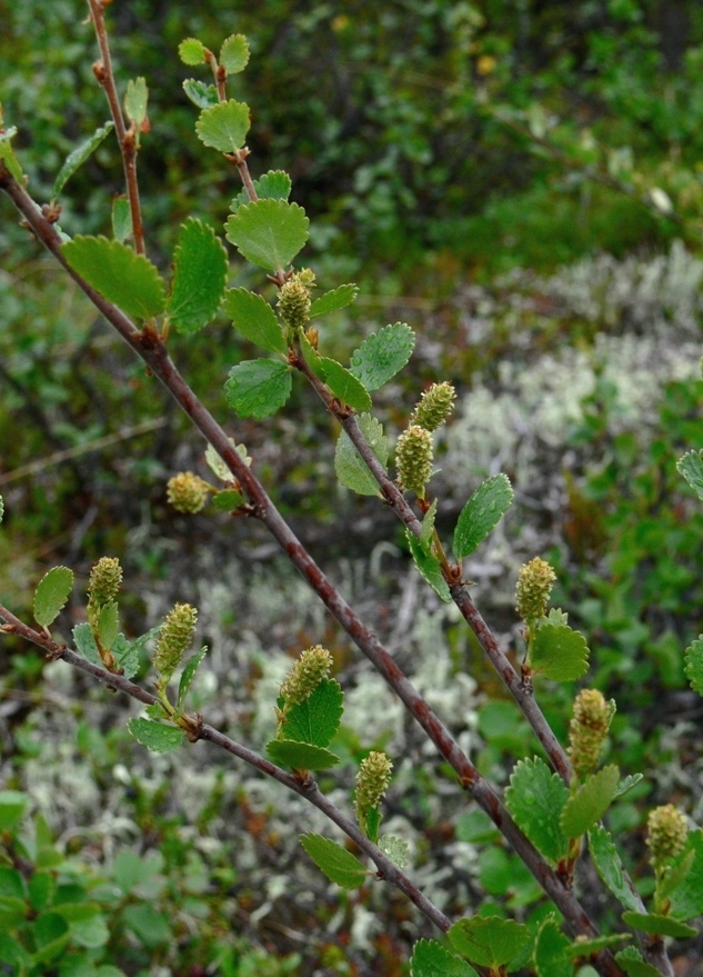 Image of Betula nana specimen.