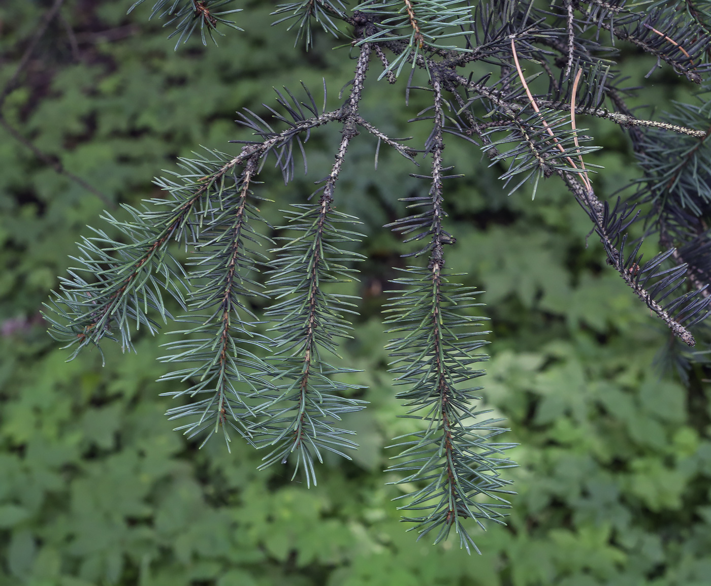 Изображение особи Picea retroflexa.