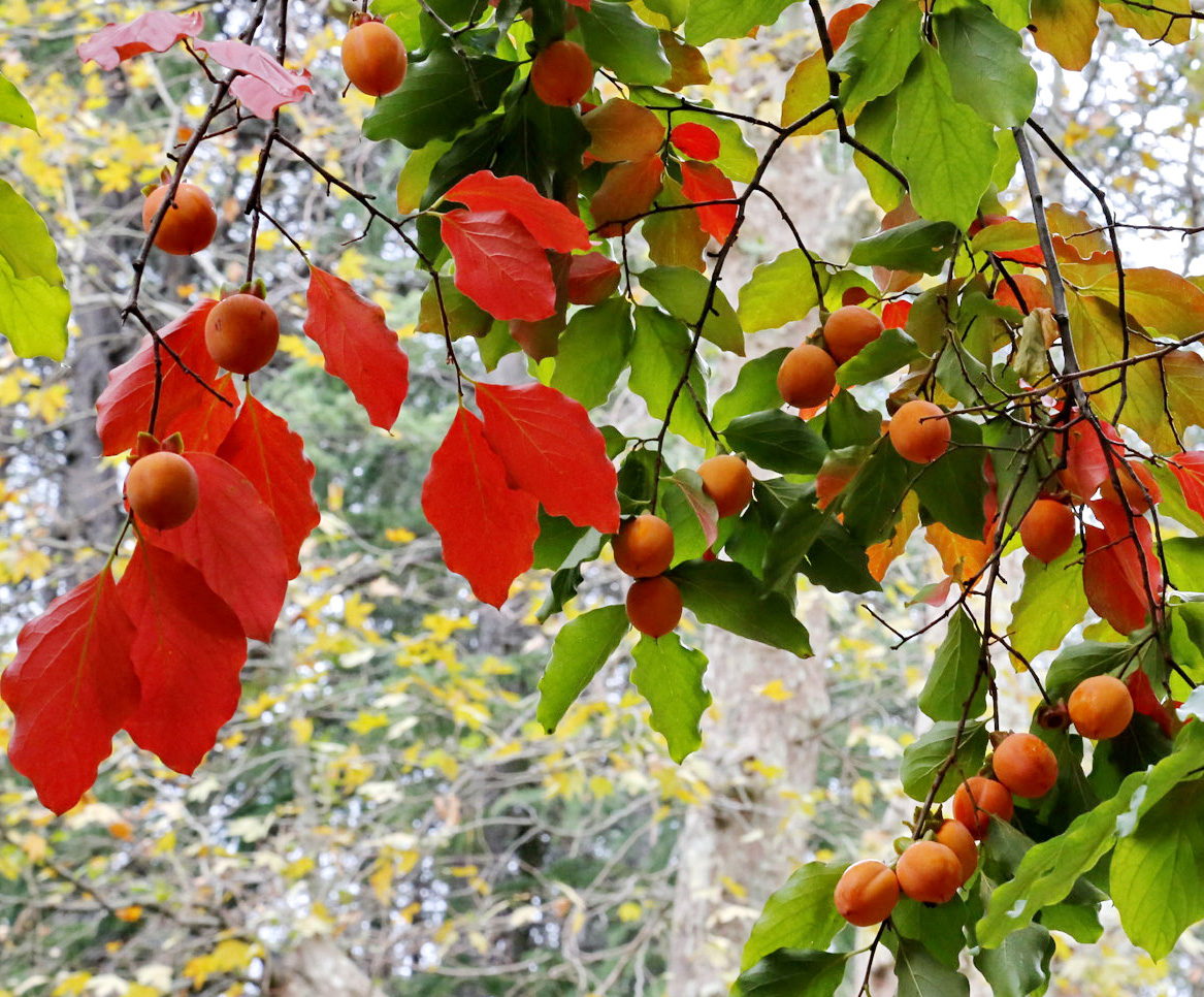 Image of genus Diospyros specimen.