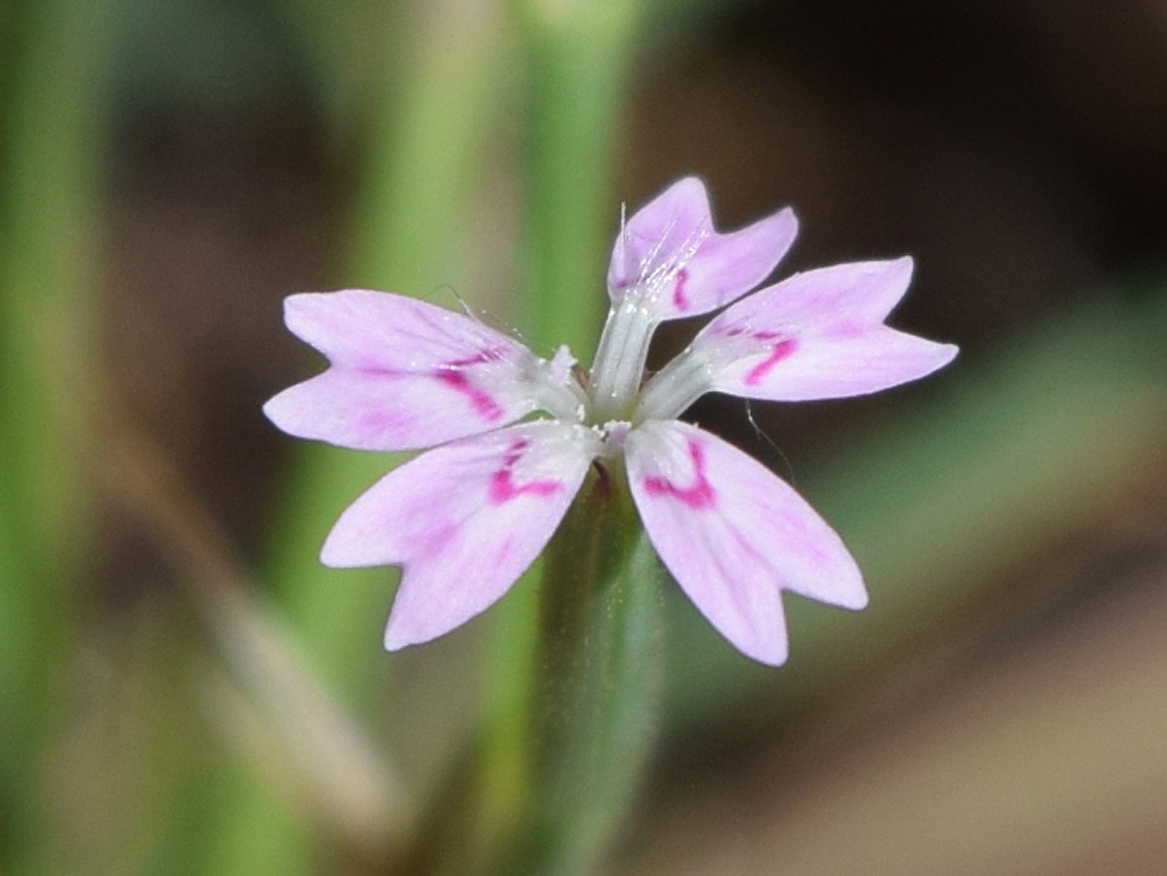 Image of Velezia rigida specimen.