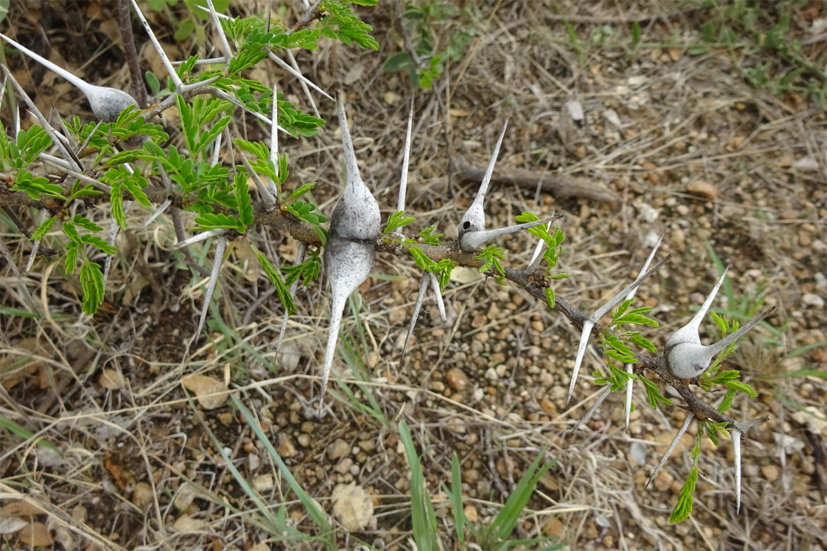 Изображение особи Vachellia zanzibarica.