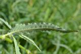 Aconogonon alpinum