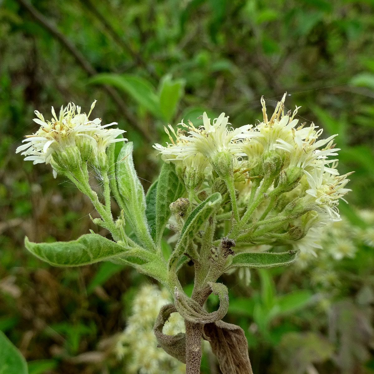 Image of Anisopappus stuhlmannii specimen.