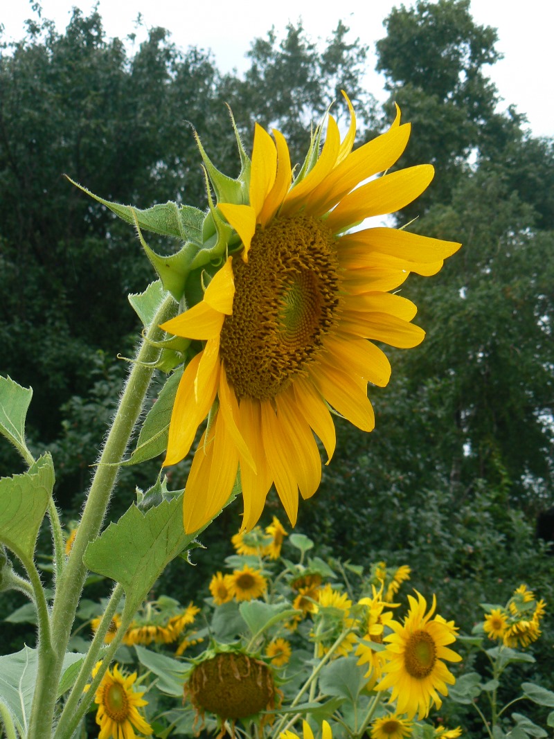 Image of Helianthus annuus specimen.