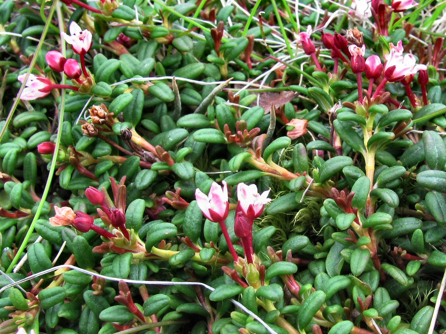 Image of Loiseleuria procumbens specimen.