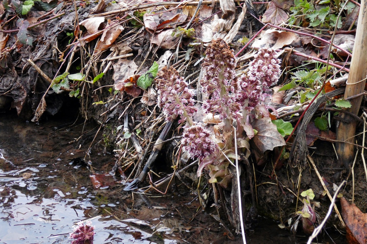 Image of Petasites hybridus specimen.