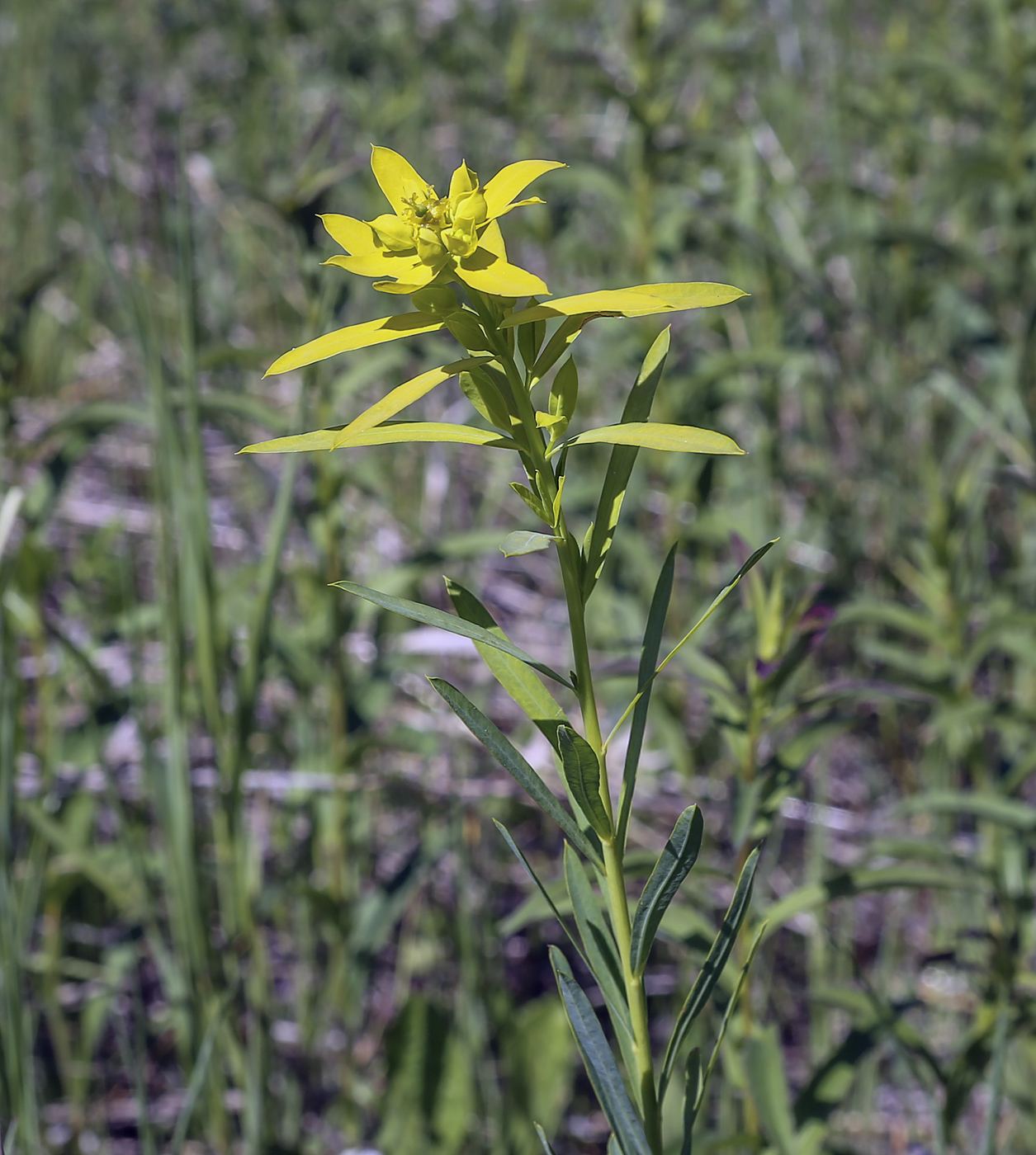 Image of Euphorbia virgata specimen.