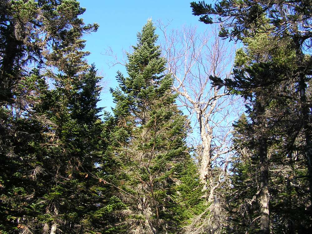 Image of Abies gracilis specimen.