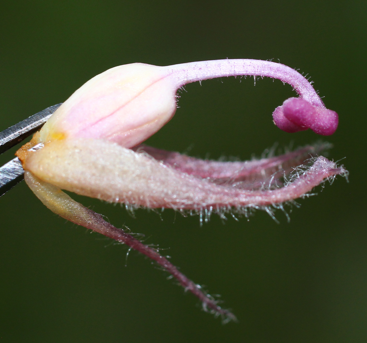 Изображение особи Orobanche pubescens.