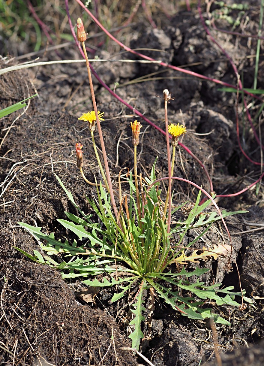 Image of Taraxacum bessarabicum specimen.