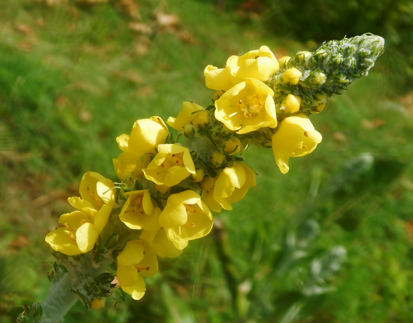 Изображение особи Verbascum eriorrhabdon.