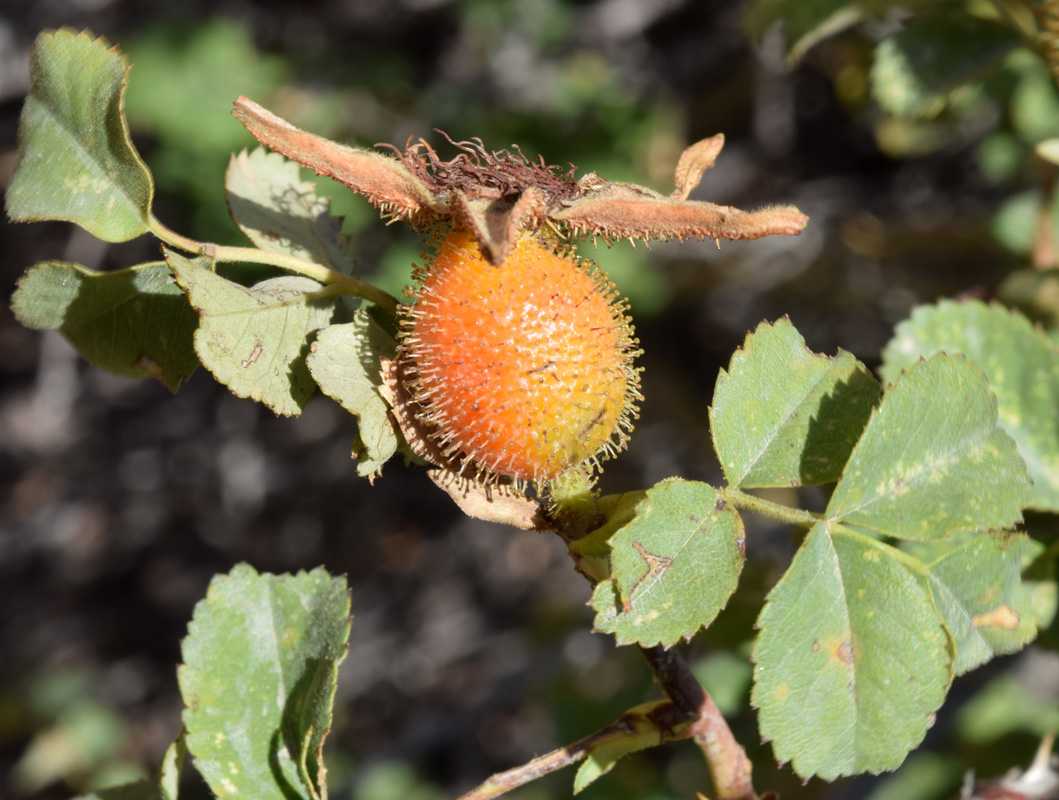 Image of Rosa fedtschenkoana specimen.