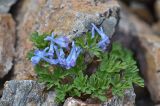 Corydalis alpestris. Цветущее растение. Республика Северная Осетия-Алания, Алагирский р-н, Большой Кавказ, правый берег реки Садон, ≈ 2980 м н.у.м., каменистый склон. 03.07.2021.