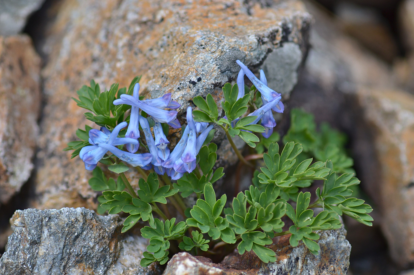 Изображение особи Corydalis alpestris.