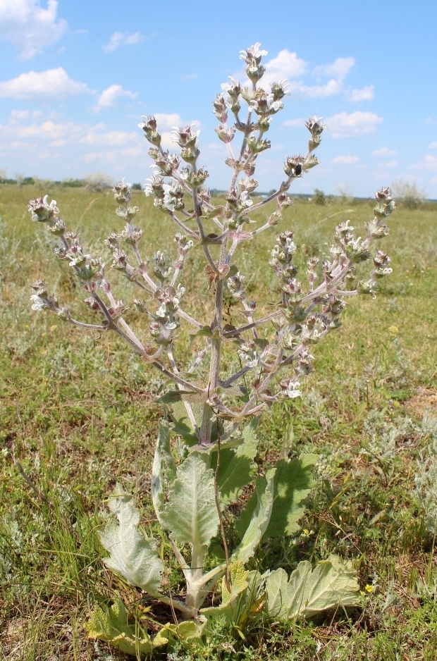 Изображение особи Salvia aethiopis.