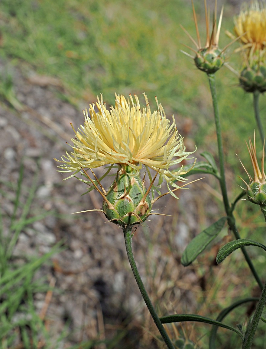 Image of Centaurea salonitana specimen.