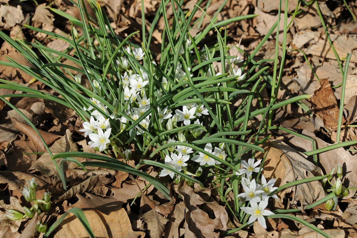 Image of Ornithogalum fimbriatum specimen.