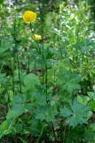 Trollius europaeus. Цветущее растение. Республика Татарстан, Агрызский р-н. 05.06.2010.