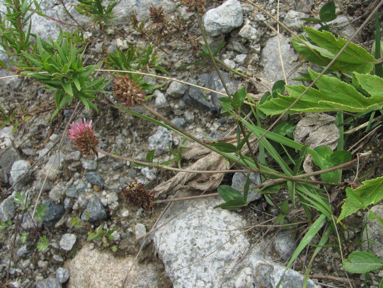 Изображение особи Trifolium ambiguum.