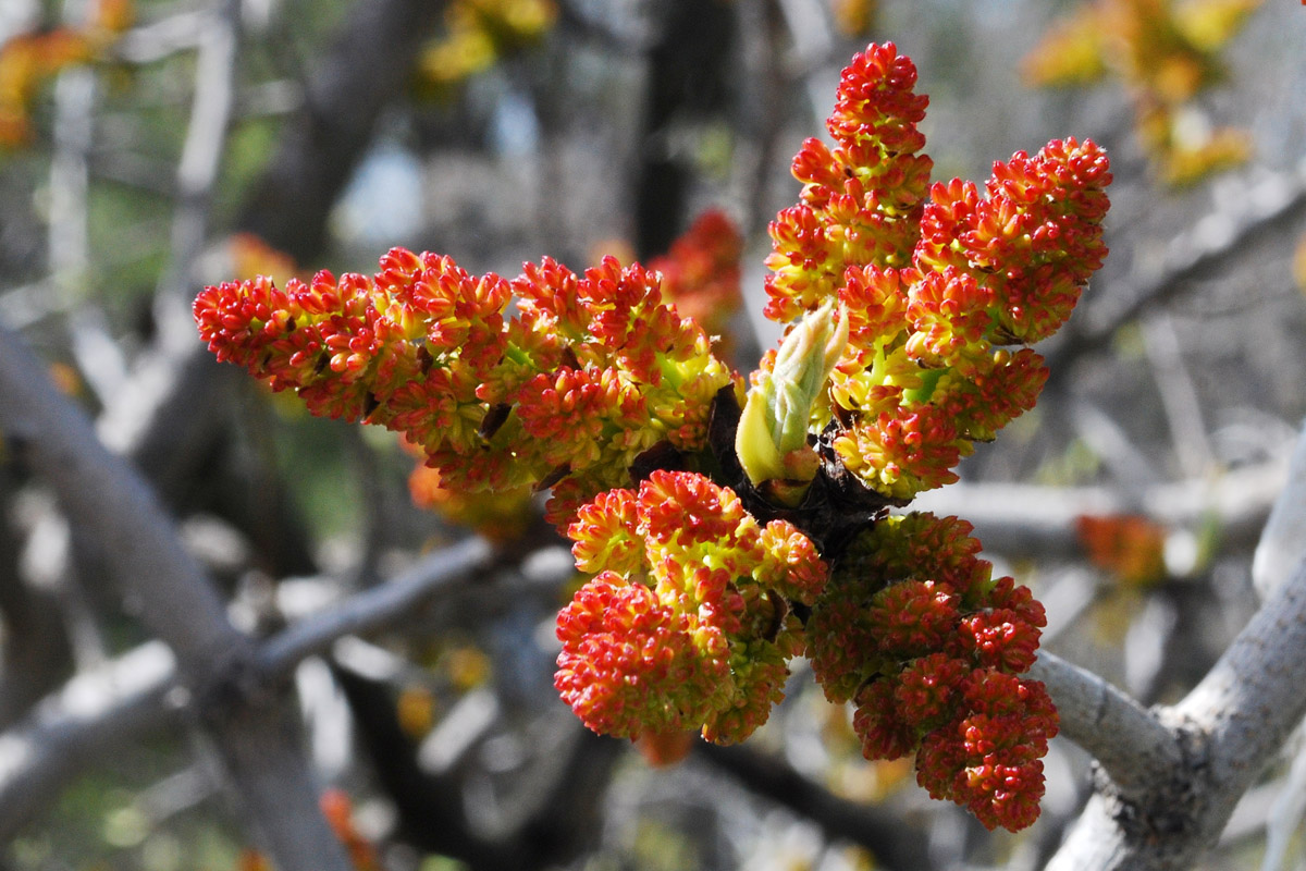 Image of Pistacia vera specimen.