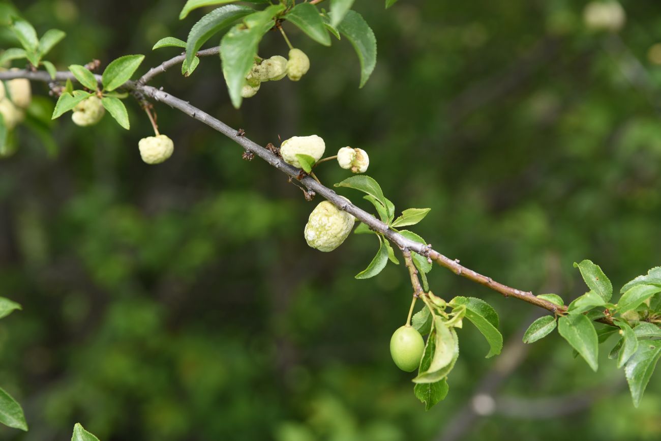 Изображение особи Prunus cerasifera.