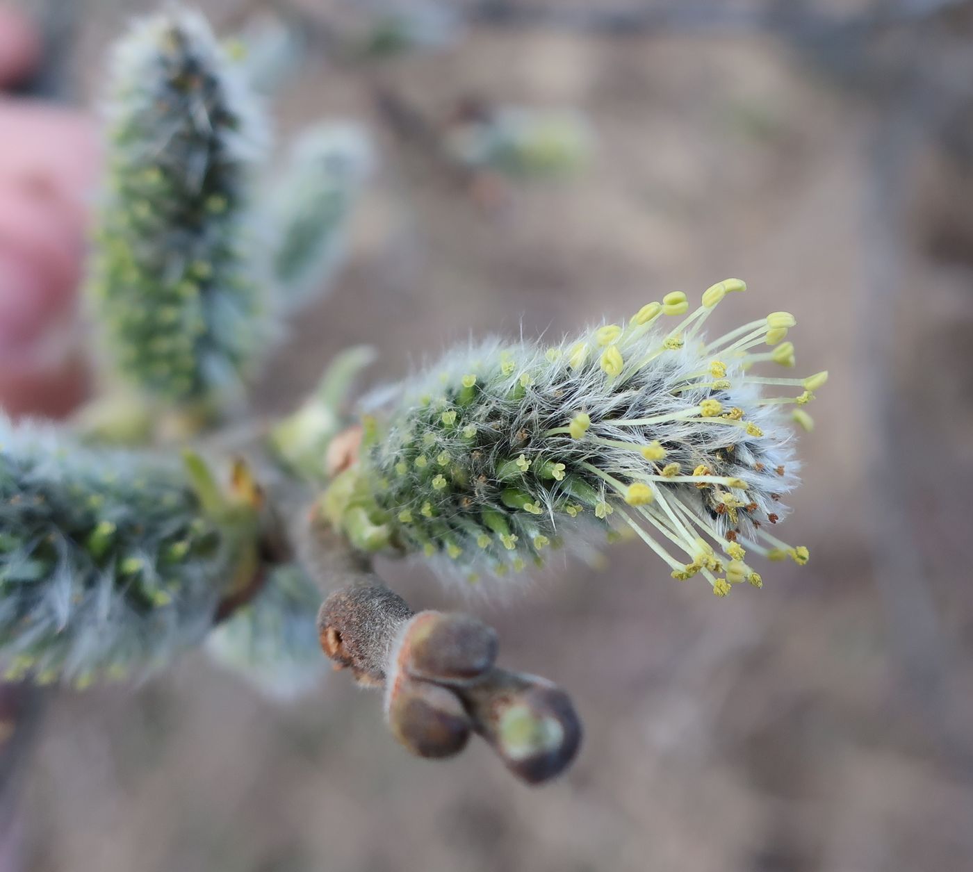 Image of Salix cinerea specimen.