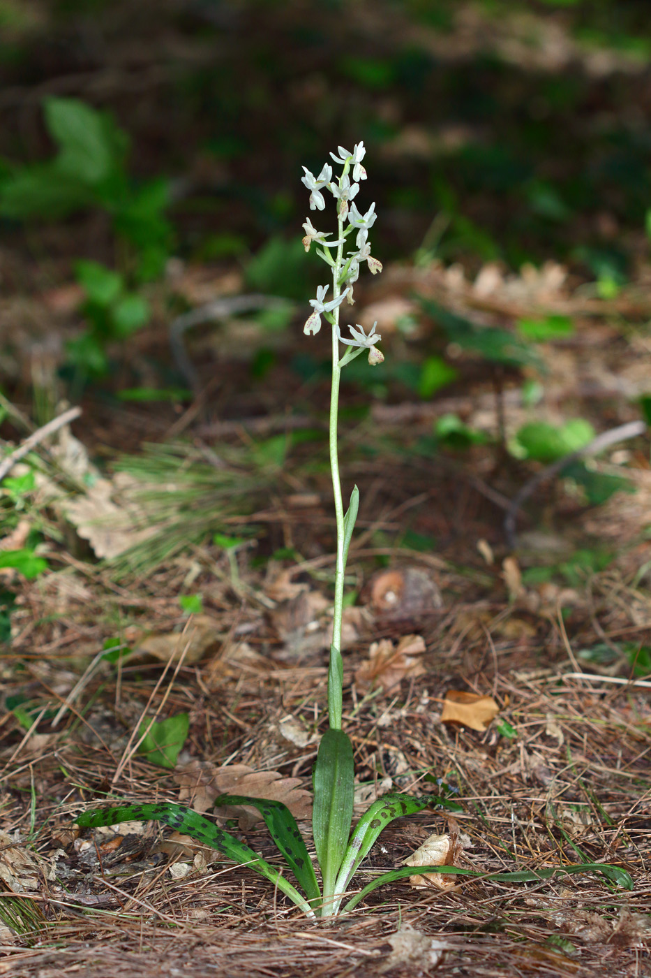 Image of Orchis provincialis specimen.