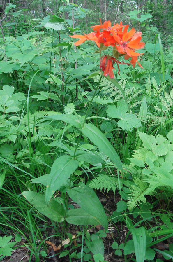 Image of Lychnis fulgens specimen.