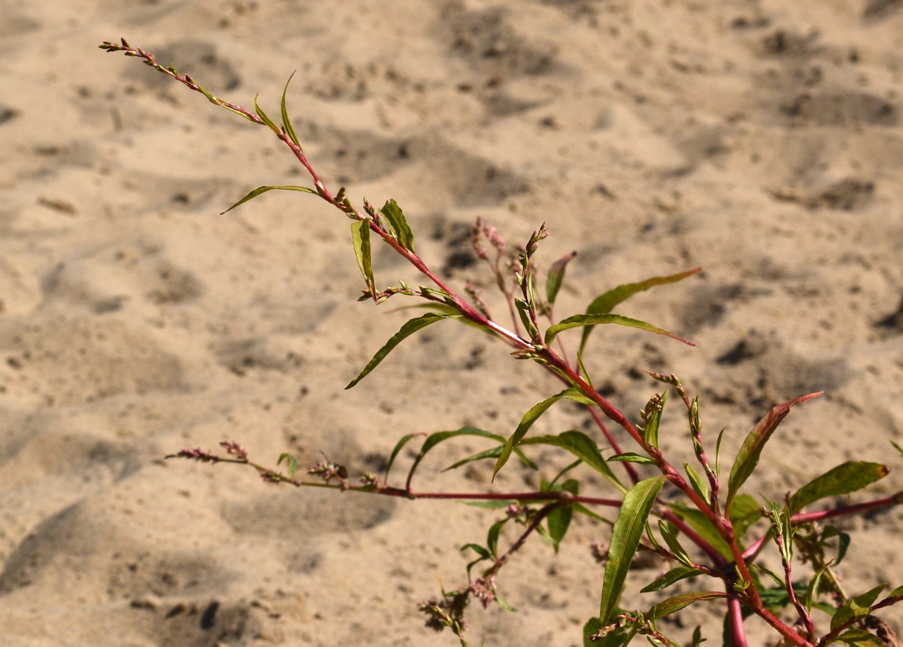 Image of Persicaria hydropiper specimen.