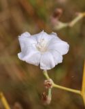 Convolvulus hamadae