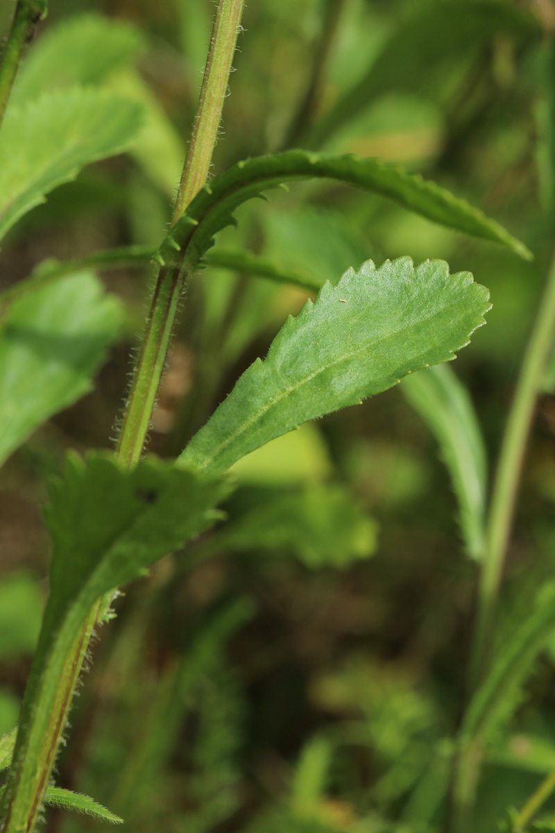 Image of Leucanthemum ircutianum specimen.