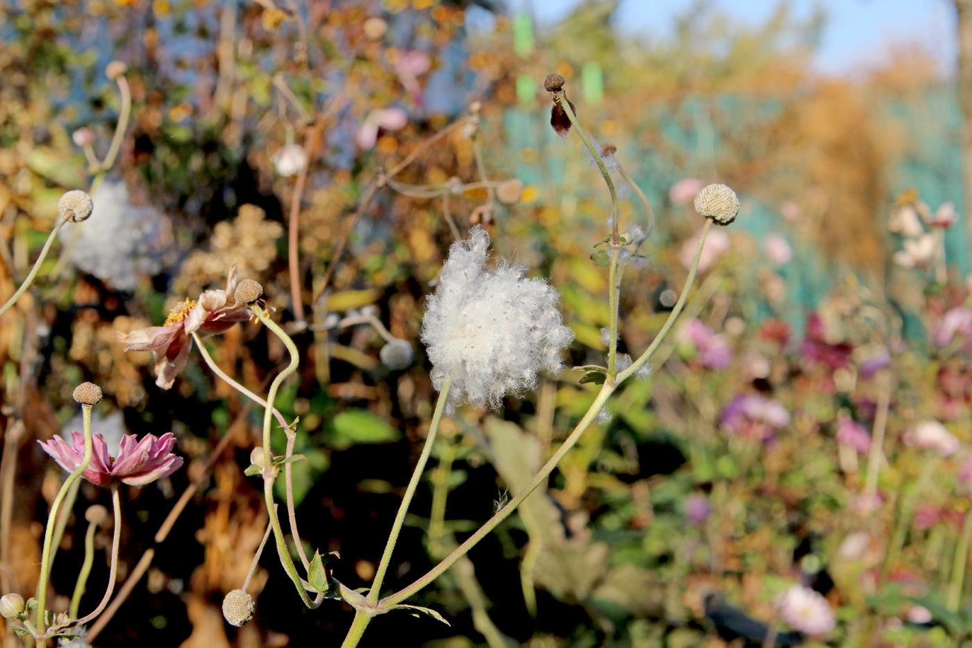 Image of Anemone scabiosa specimen.