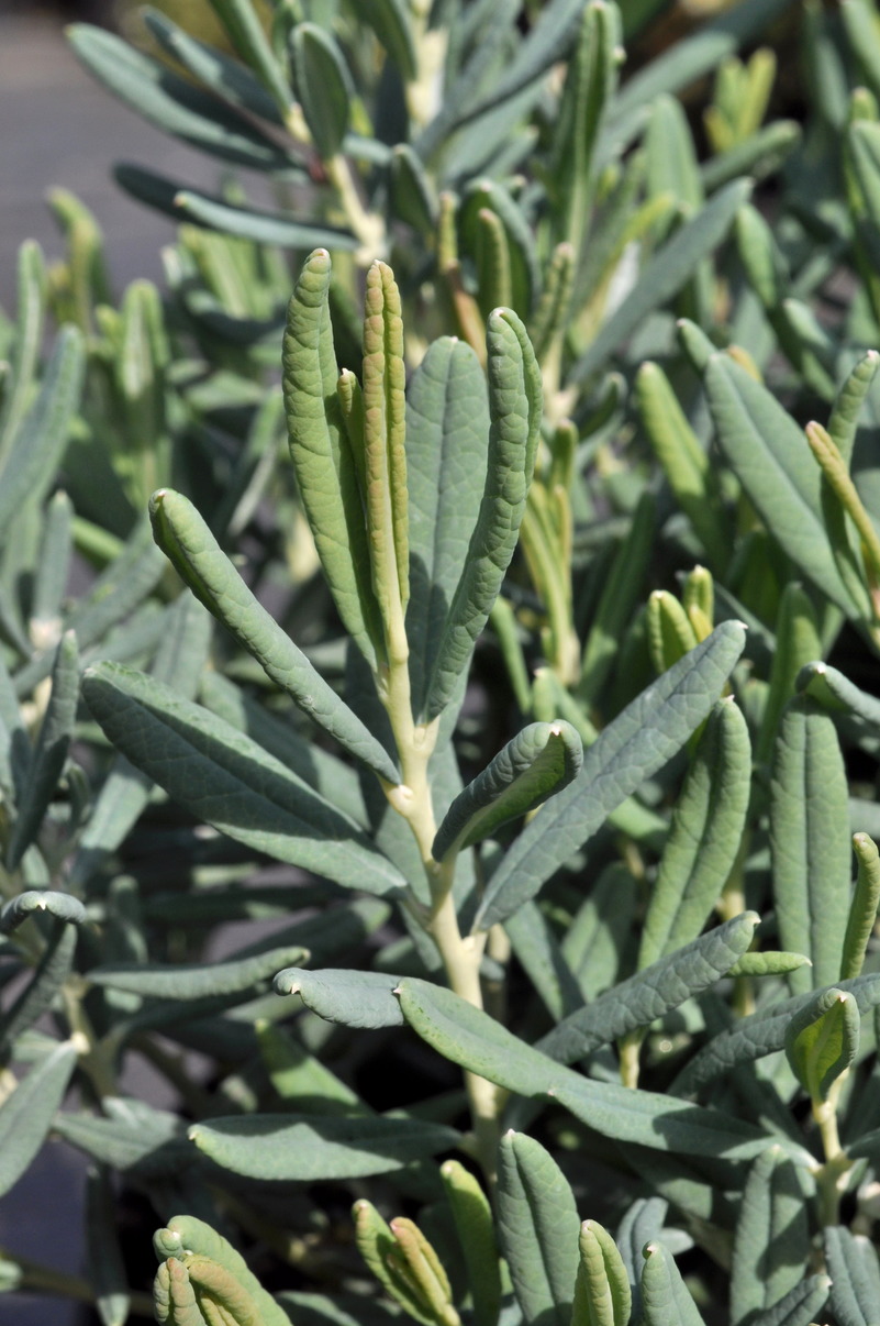 Image of Andromeda polifolia specimen.