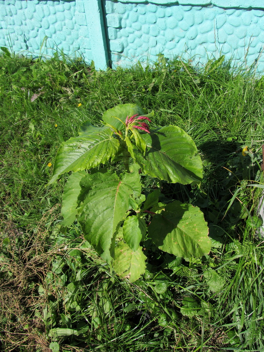 Изображение особи Persicaria orientalis.