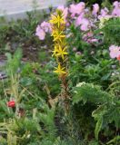 Asphodeline lutea