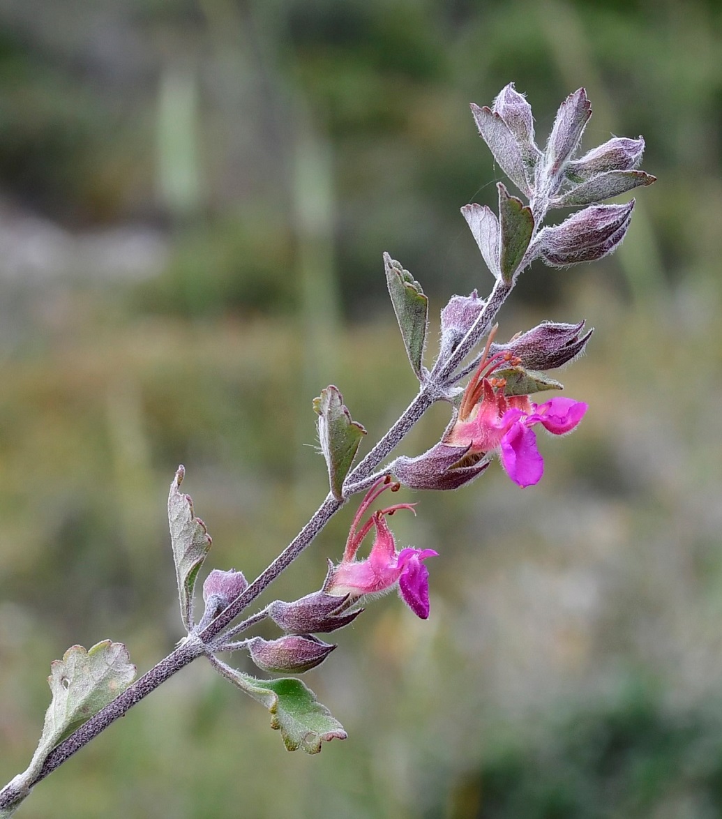 Изображение особи Teucrium divaricatum ssp. canescens.