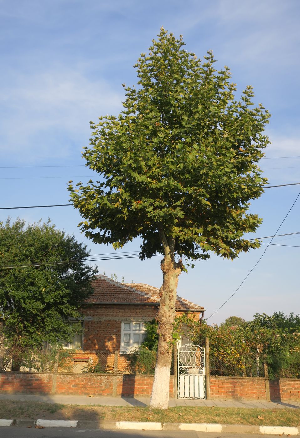 Image of Platanus orientalis specimen.