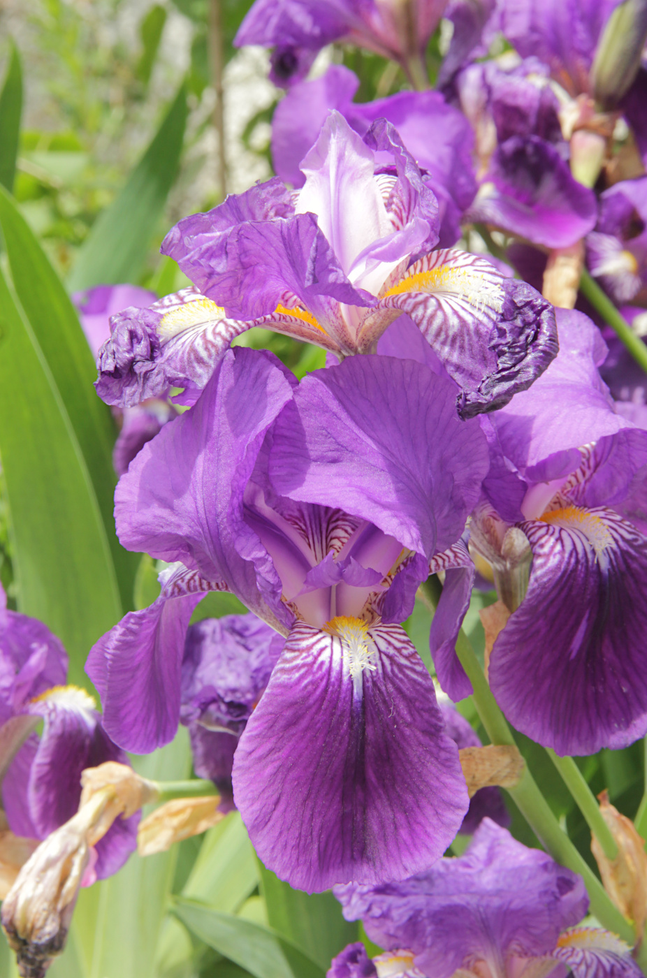 Image of Iris germanica specimen.
