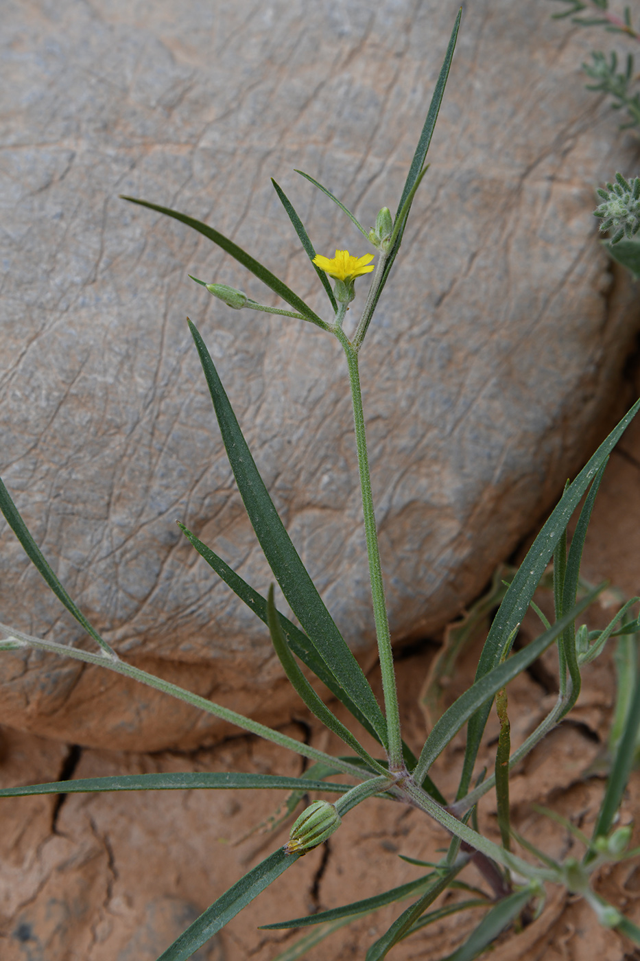 Image of Koelpinia linearis specimen.