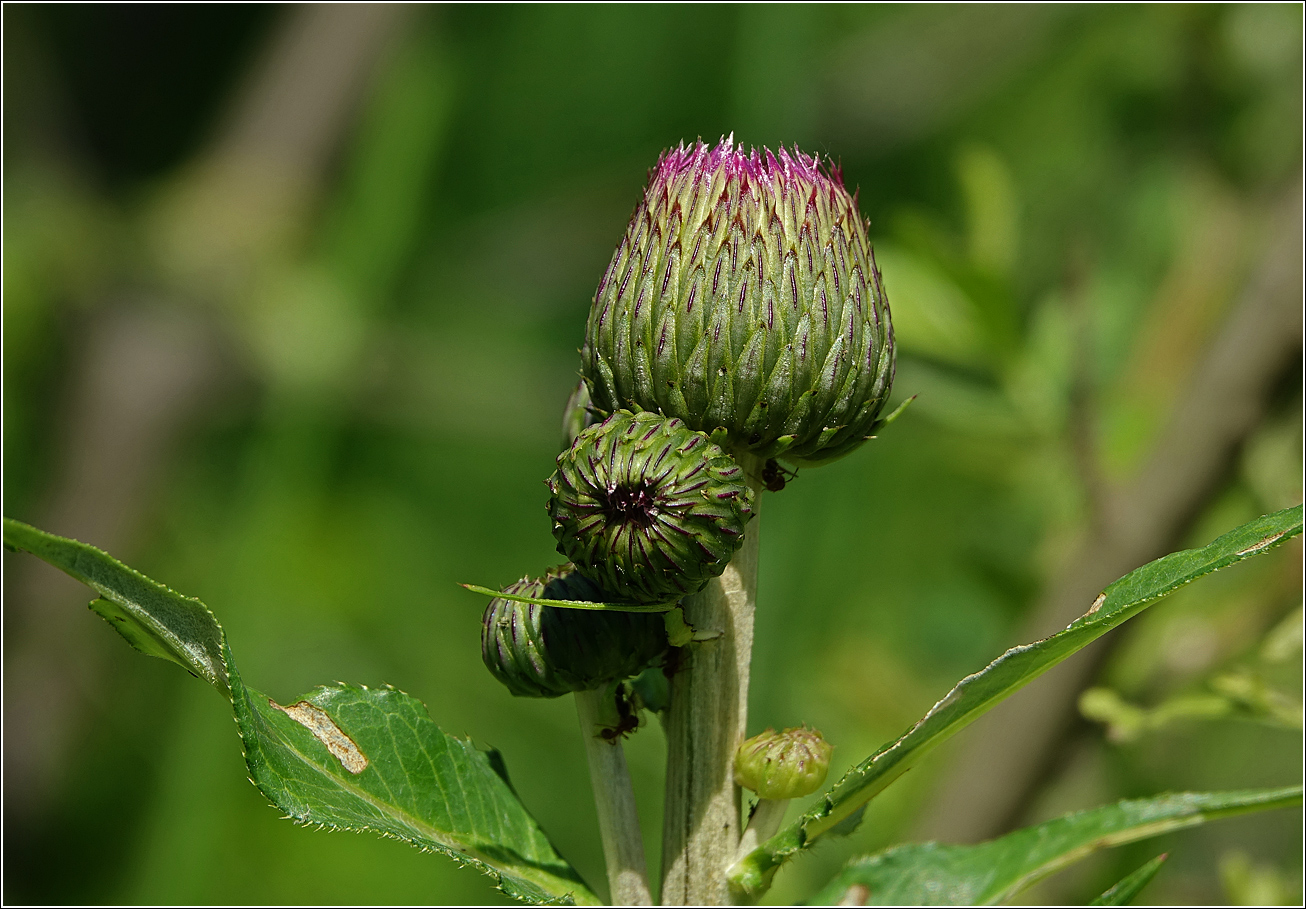 Image of Cirsium heterophyllum specimen.