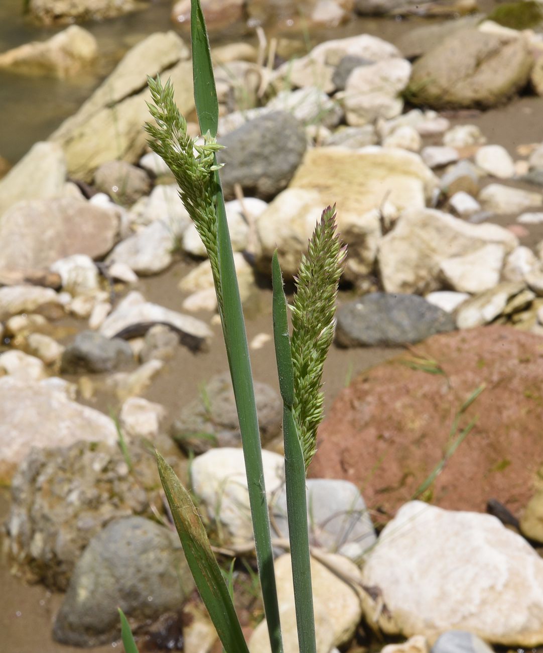 Image of Holcus lanatus specimen.