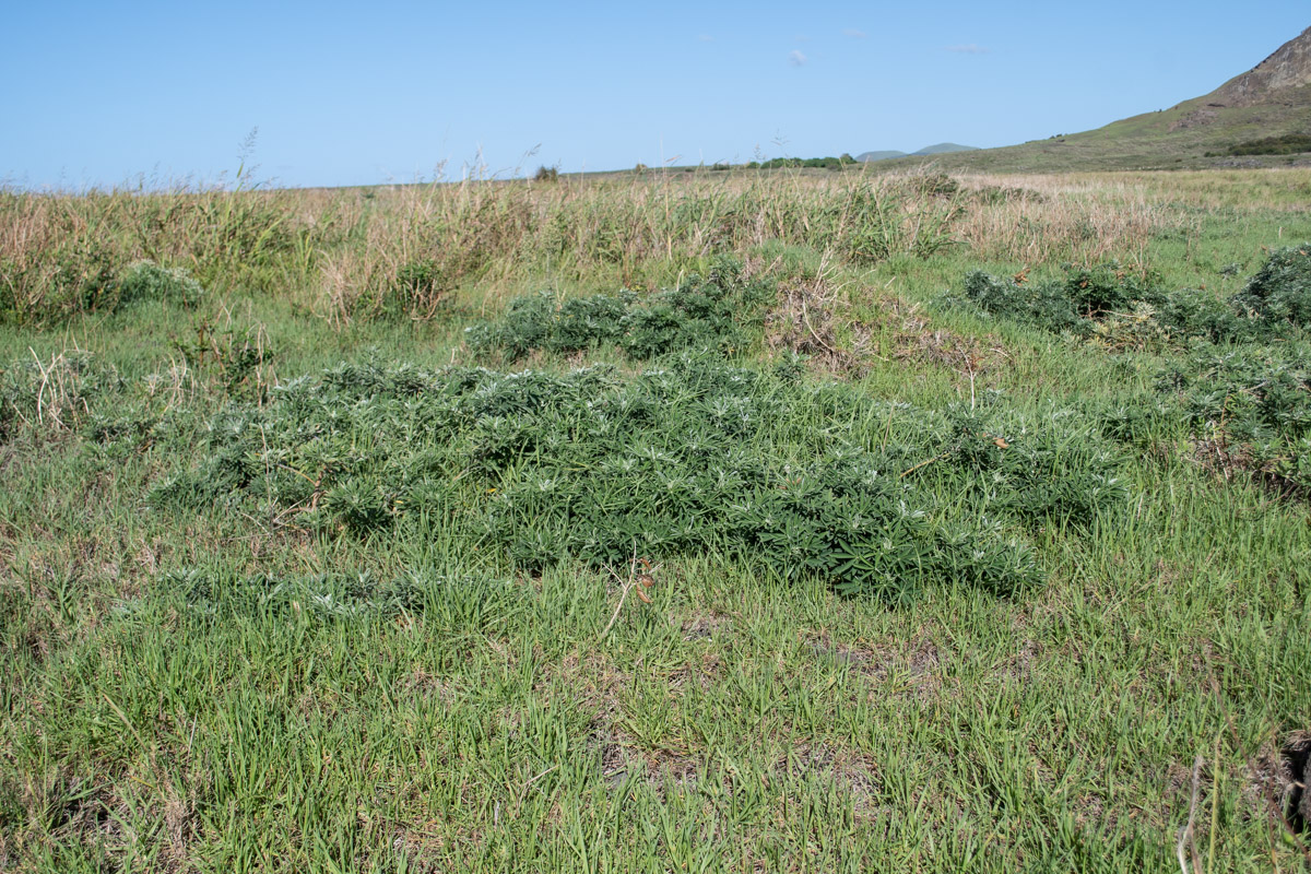 Image of Crotalaria grahamiana specimen.